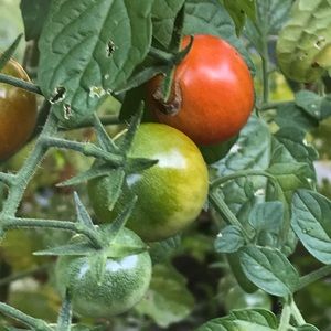 Meet your Posher, Anne